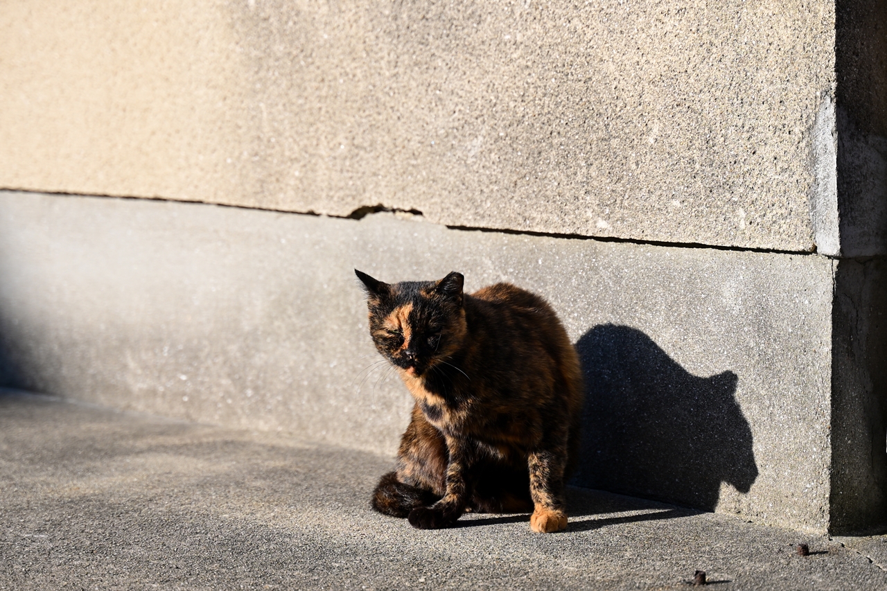 Nikon Zf＋NIKKOR Z 28-75mm f/2.8