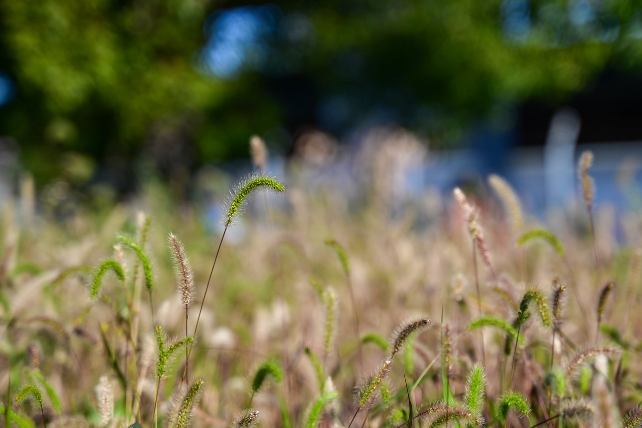 Nikon Zf + NIKKOR Z 28-75mm f/2.8