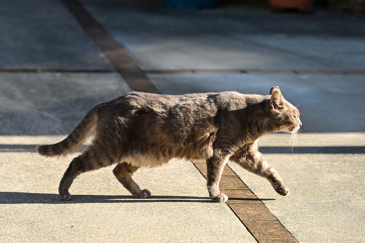 Nikon Zf + NIKKOR Z 28-75mm f/2.8