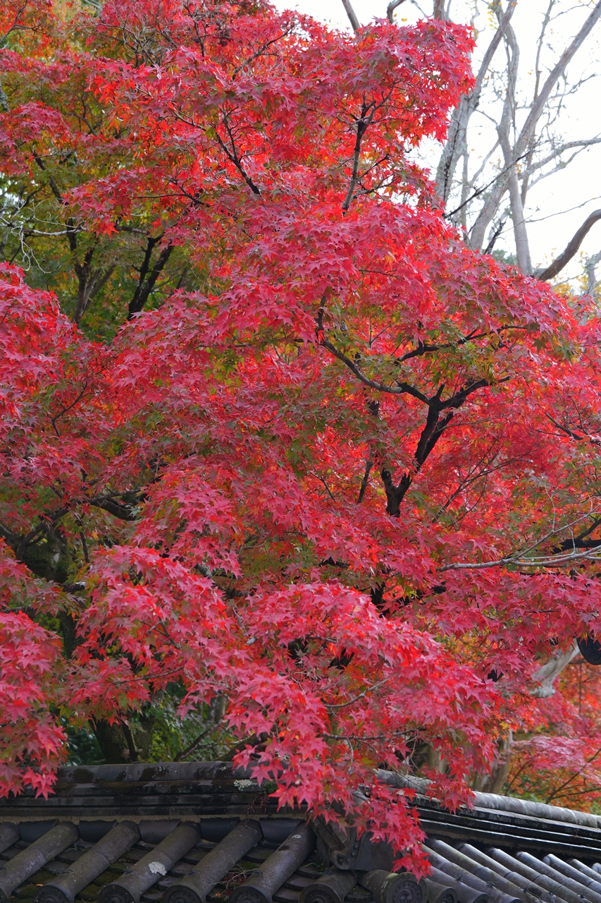 LUMIX S9 + LUMIX S 28-200mm F4-7.1 MACRO O.I.S