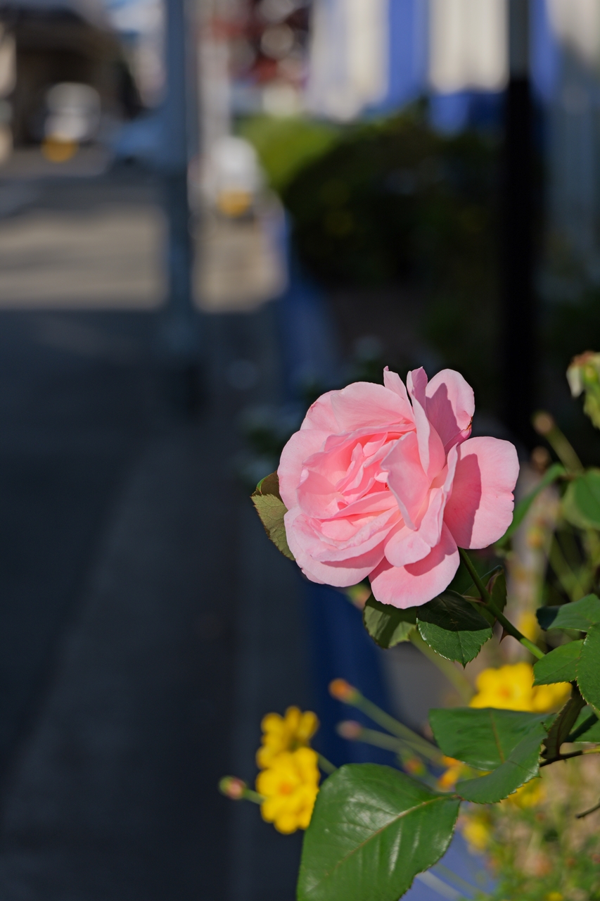 LUMIX S9 + LUMIX S 28-200mm F4-7.1 MACRO O.I.S