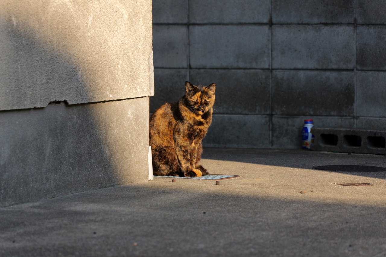 LUMIX S9 + LUMIX S 28-200mm F4-7.1 MACRO O.I.S