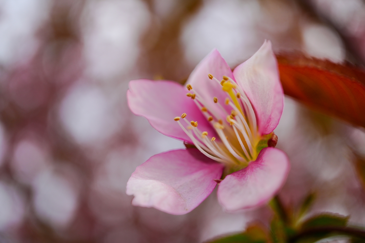 SONY α6700 + E 30mm F3.5 Macro