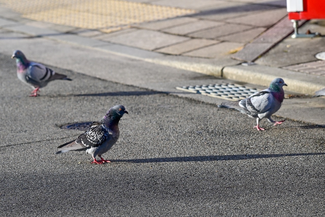 Nikon Zf + NIKKOR Z 24-120mm f/4 S (120mm、DXクロップで180mm)