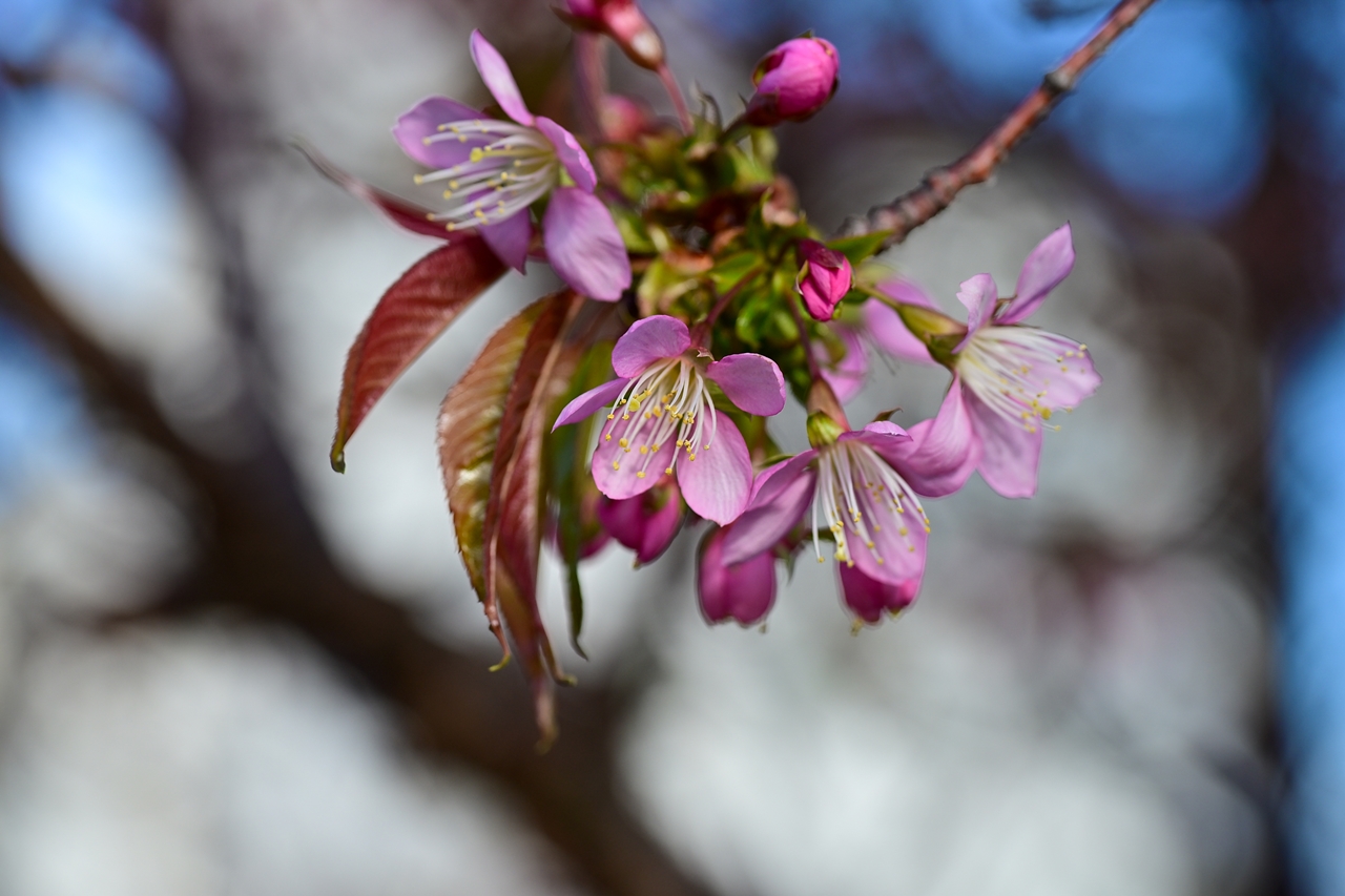 Nikon Zf + NIKKOR Z 24-120mm f/4 S