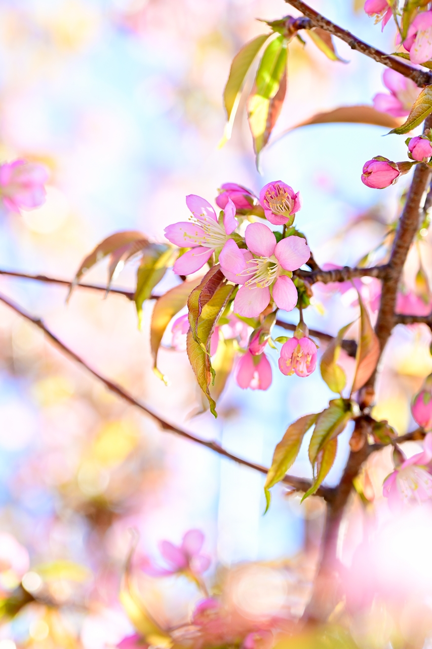 Nikon Zf + NIKKOR Z 24-120mm f/4 S