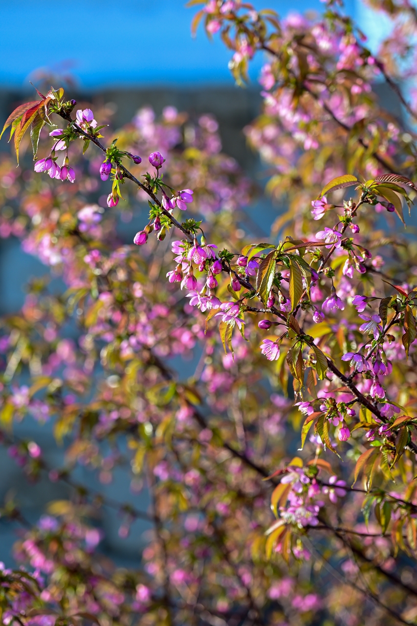 Nikon Zf + NIKKOR Z 24-120mm f/4 S