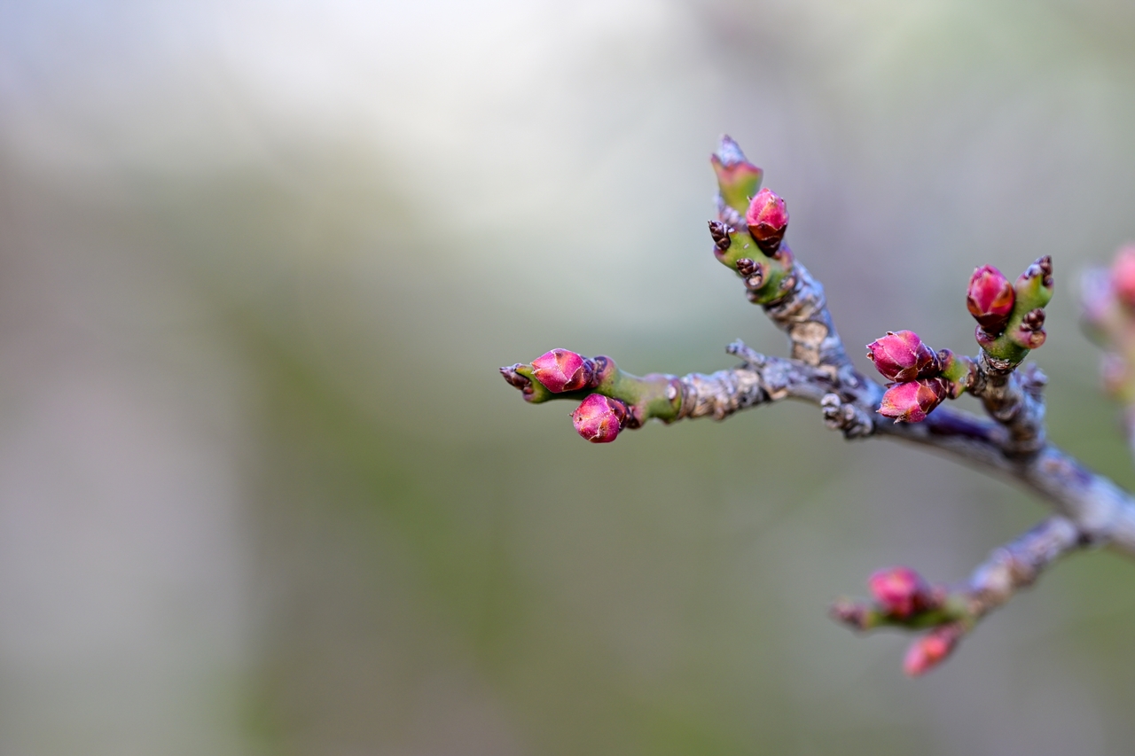 Nikon Zf + NIKKOR Z 24-120mm f/4 S