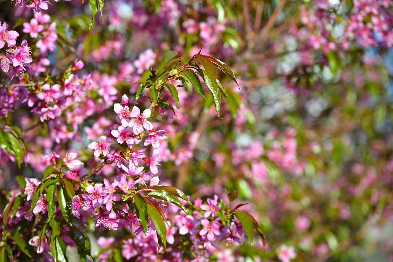 Nikon Zf + NIKKOR Z 24-120mm f/4 S