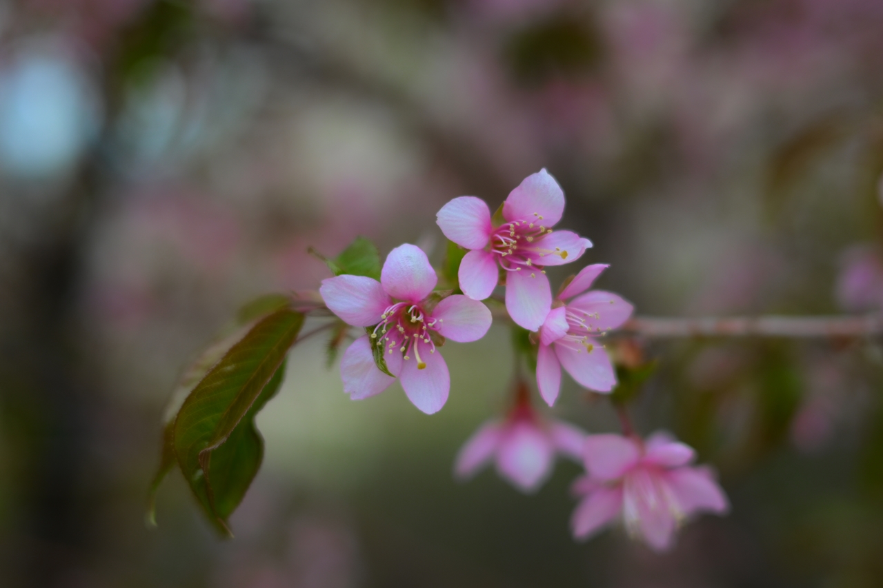 Nikon Zfc + NIKKOR Z 40mm f/2