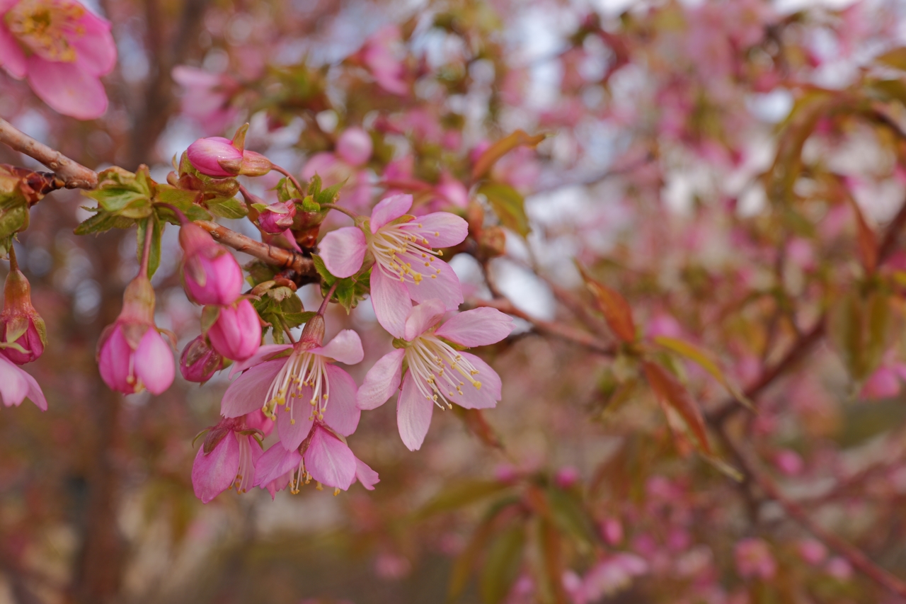 LUMIX S9 + LUMIX S 18-40mm F4.5-6.3