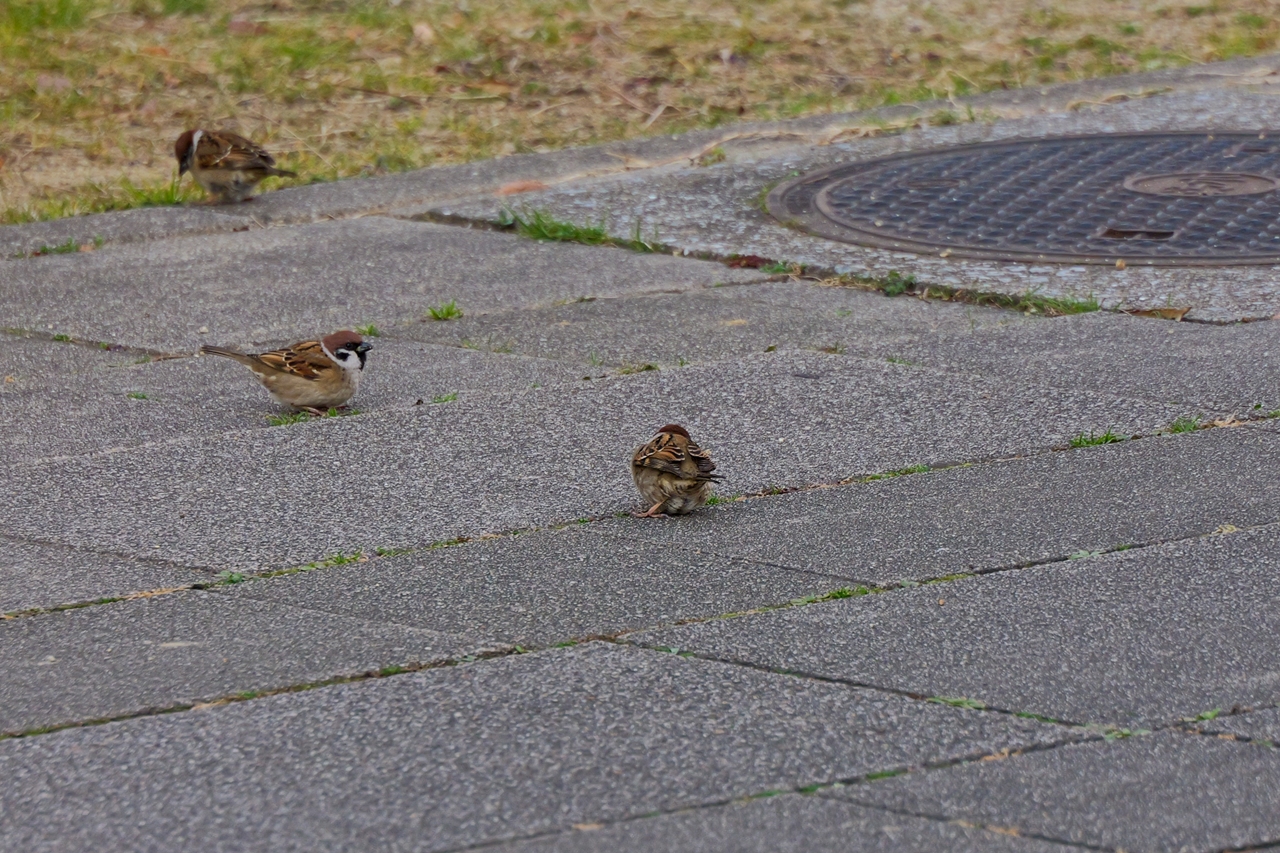 LUMIX S9 + LUMIX S 28-200mm F4-7.1 MACRO O.I.S