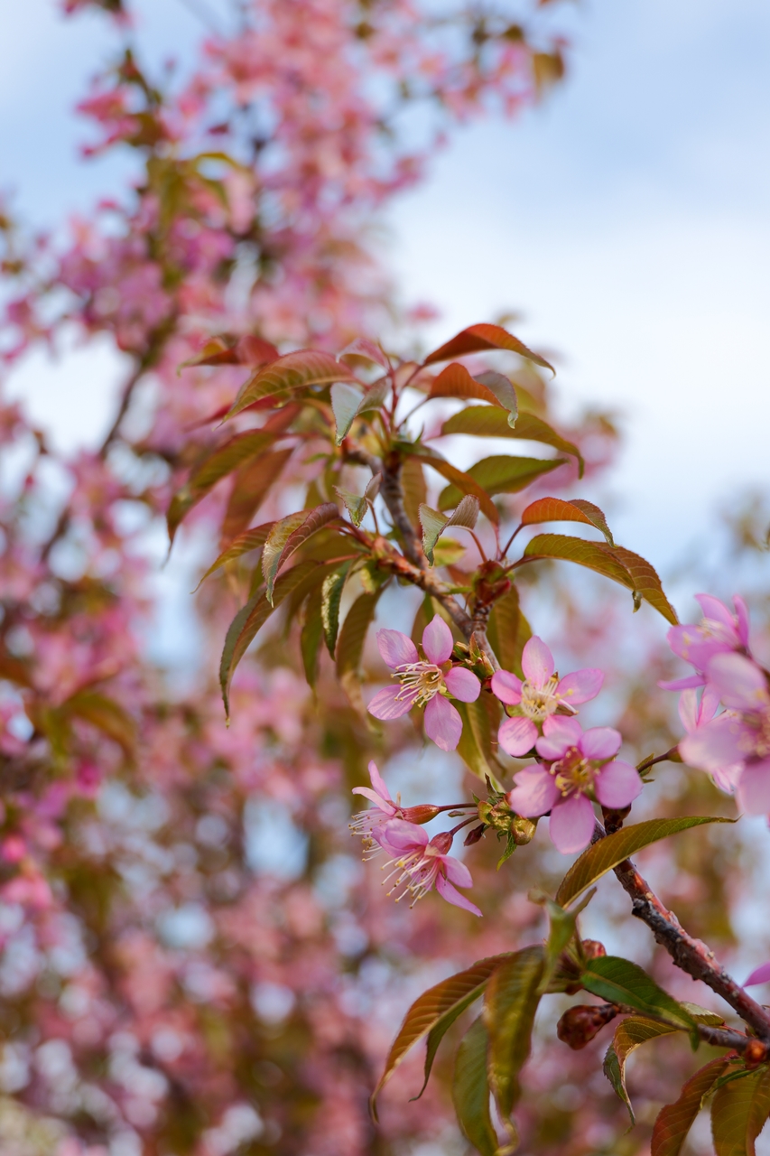 LUMIX S9 + LUMIX S 28-200mm F4-7.1 MACRO O.I.S