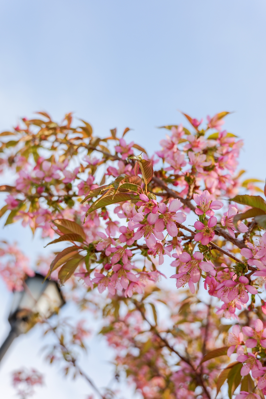 LUMIX S9 + LUMIX S 28-200mm F4-7.1 MACRO O.I.S