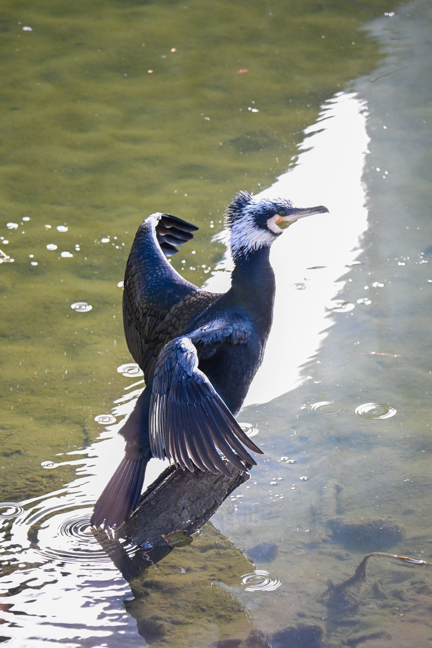 Nikon Z50II + NIKKOR Z DX 50-250mm F4.5-6.3 VR