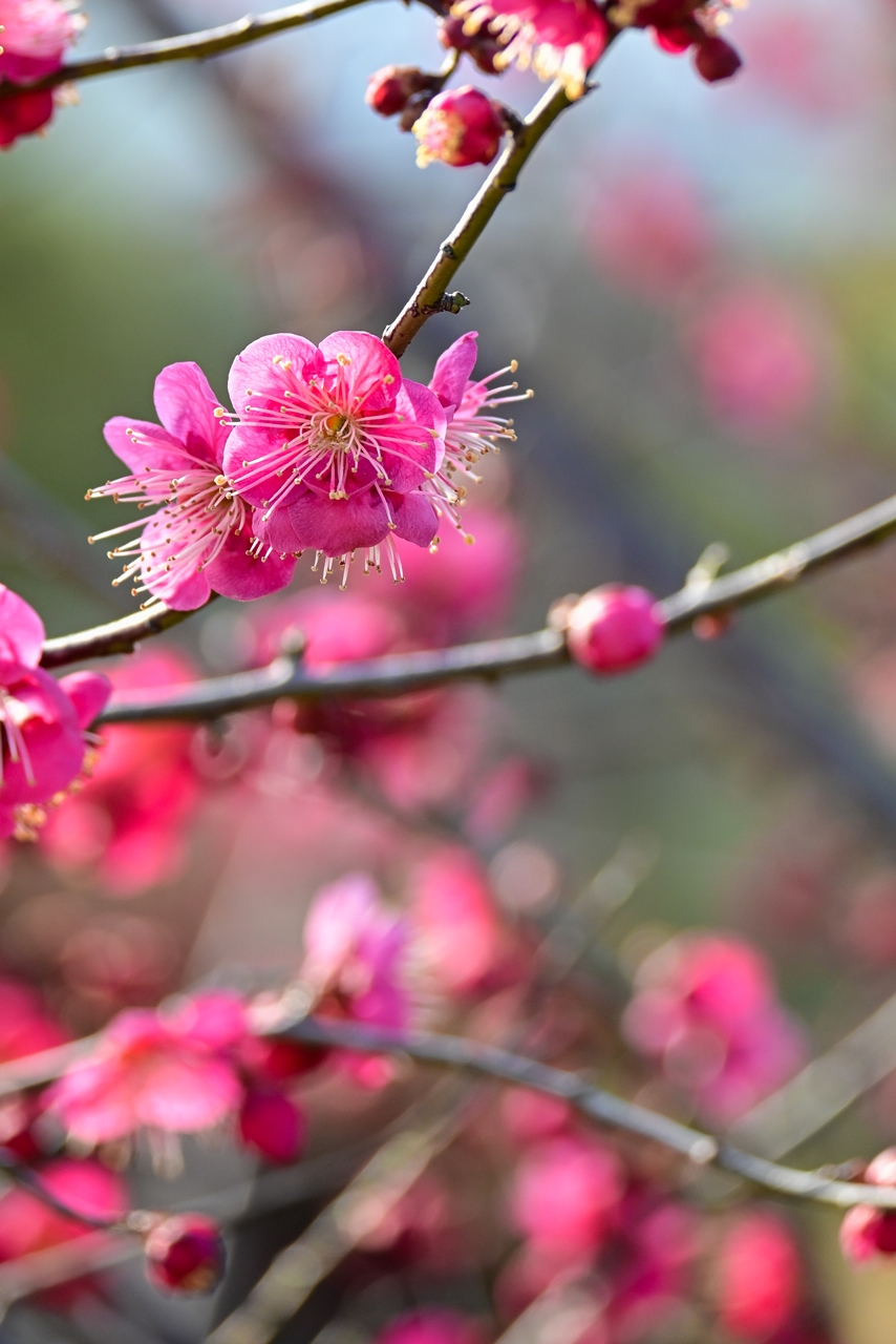 Nikon Z50II + NIKKOR Z DX 50-250mm F4.5-6.3 VR