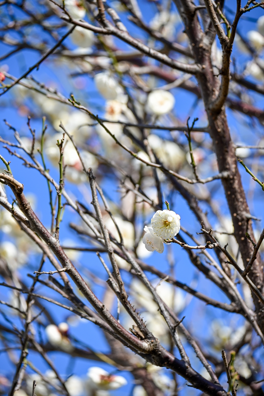 Nikon Z50II + NIKKOR Z DX 50-250mm F4.5-6.3 VR