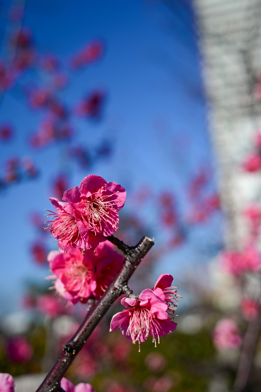 Nikon Z50II + NIKKOR Z 26mm f/2.8