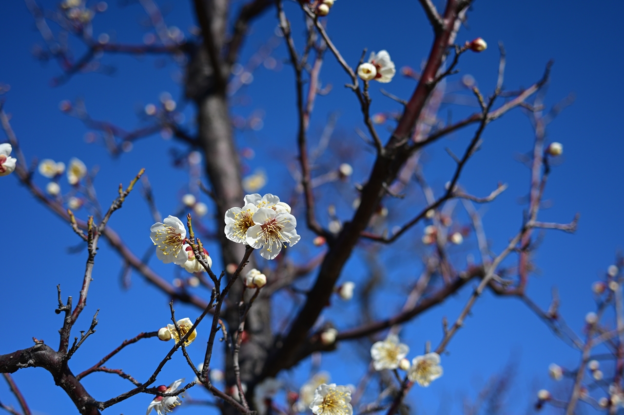 Nikon Z50II + NIKKOR Z 26mm f/2.8