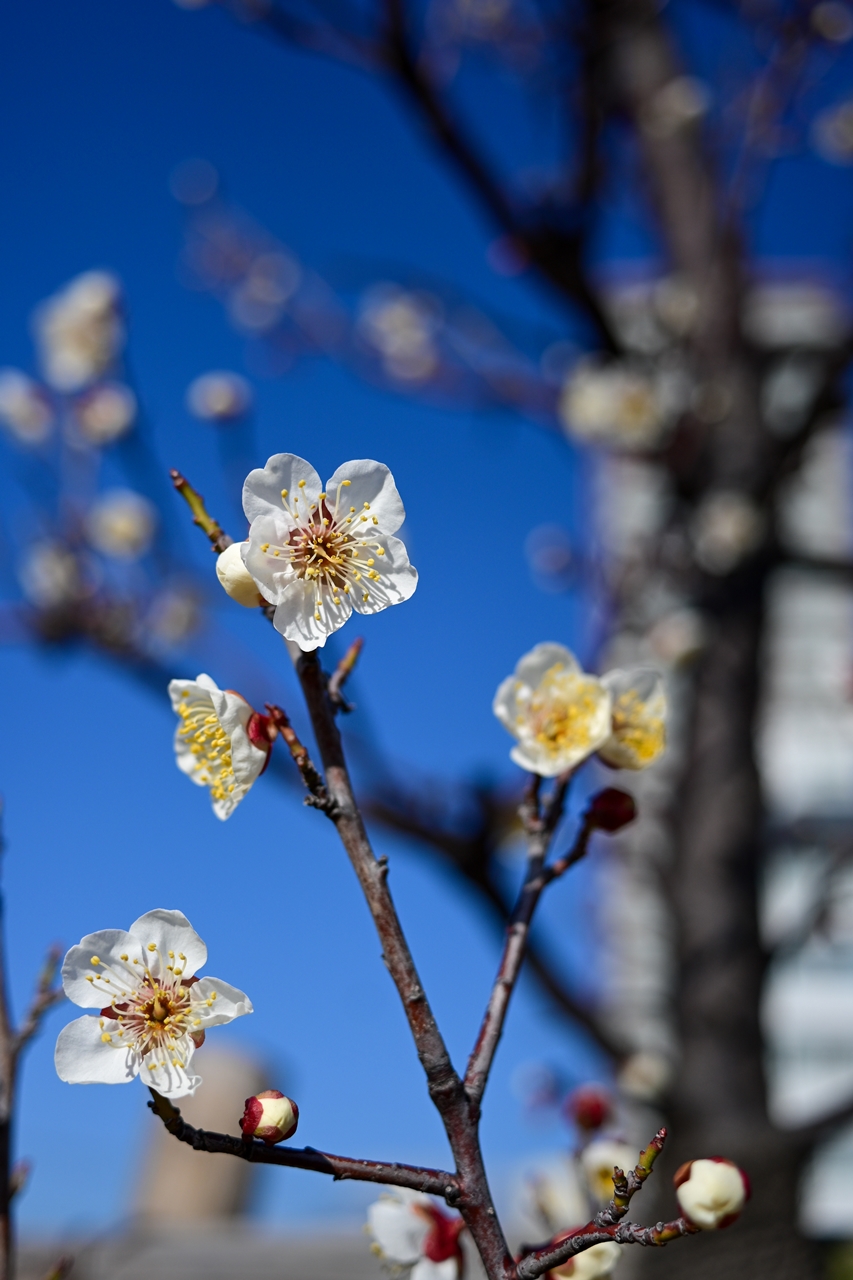 Nikon Z50II + NIKKOR Z 26mm f/2.8