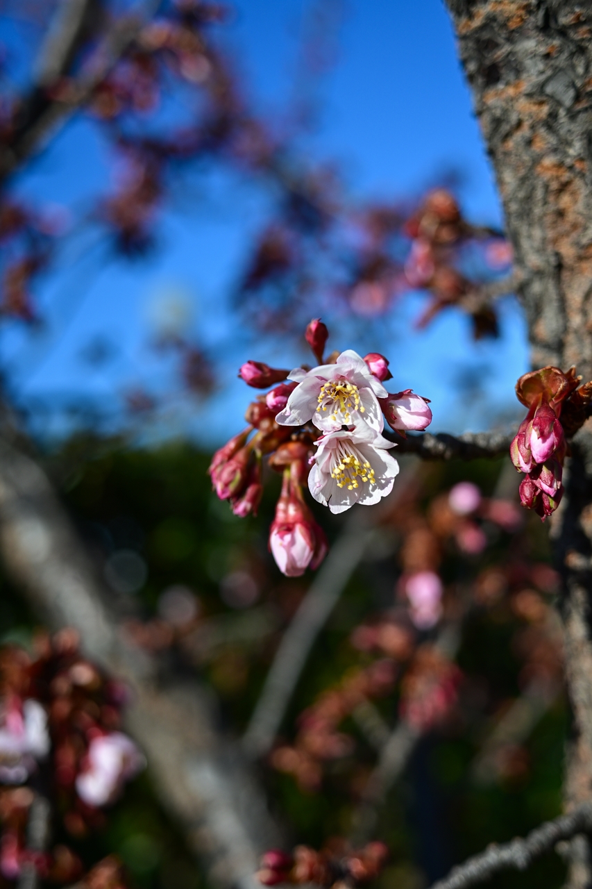 Nikon Z50II + NIKKOR Z 26mm f/2.8