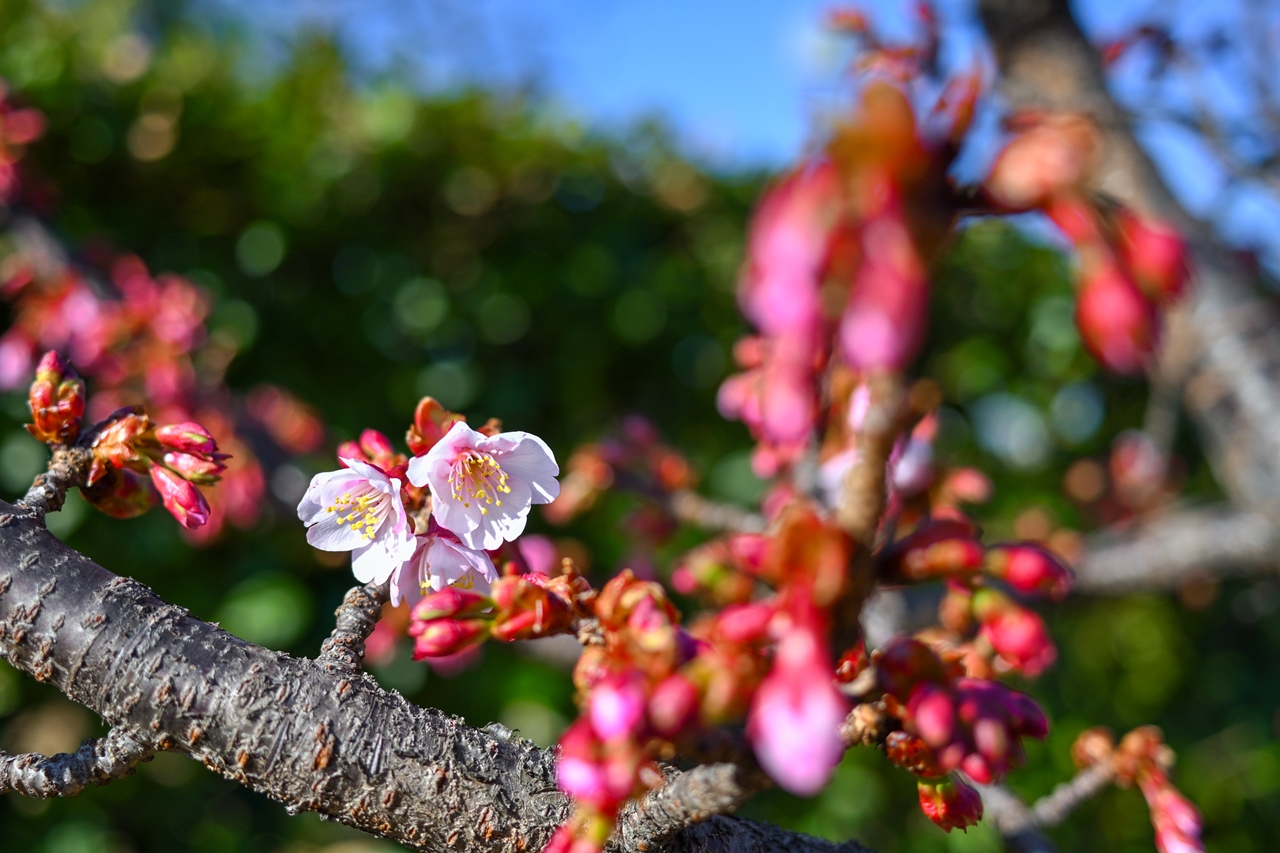 Nikon Z50II + NIKKOR Z 26mm f/2.8