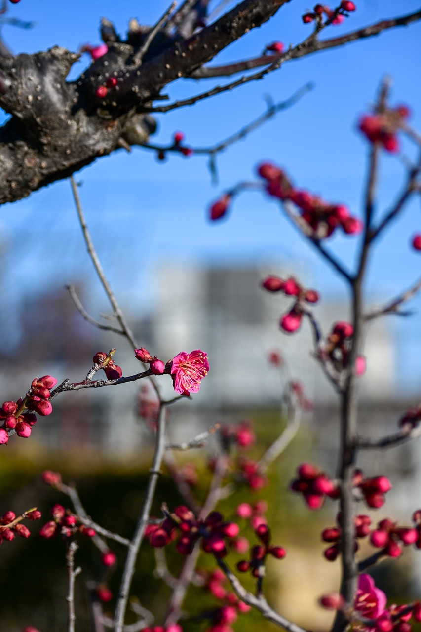 Nikon Zfc + NIKKOR Z DX 50-250mm f/4.5-6.3 VR