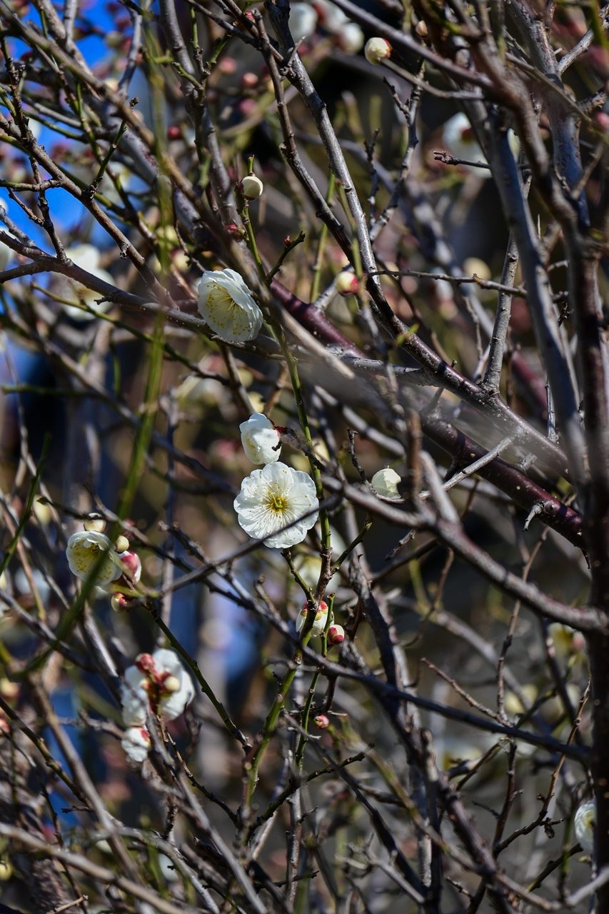 Nikon Zfc + NIKKOR Z DX 50-250mm f/4.5-6.3 VR