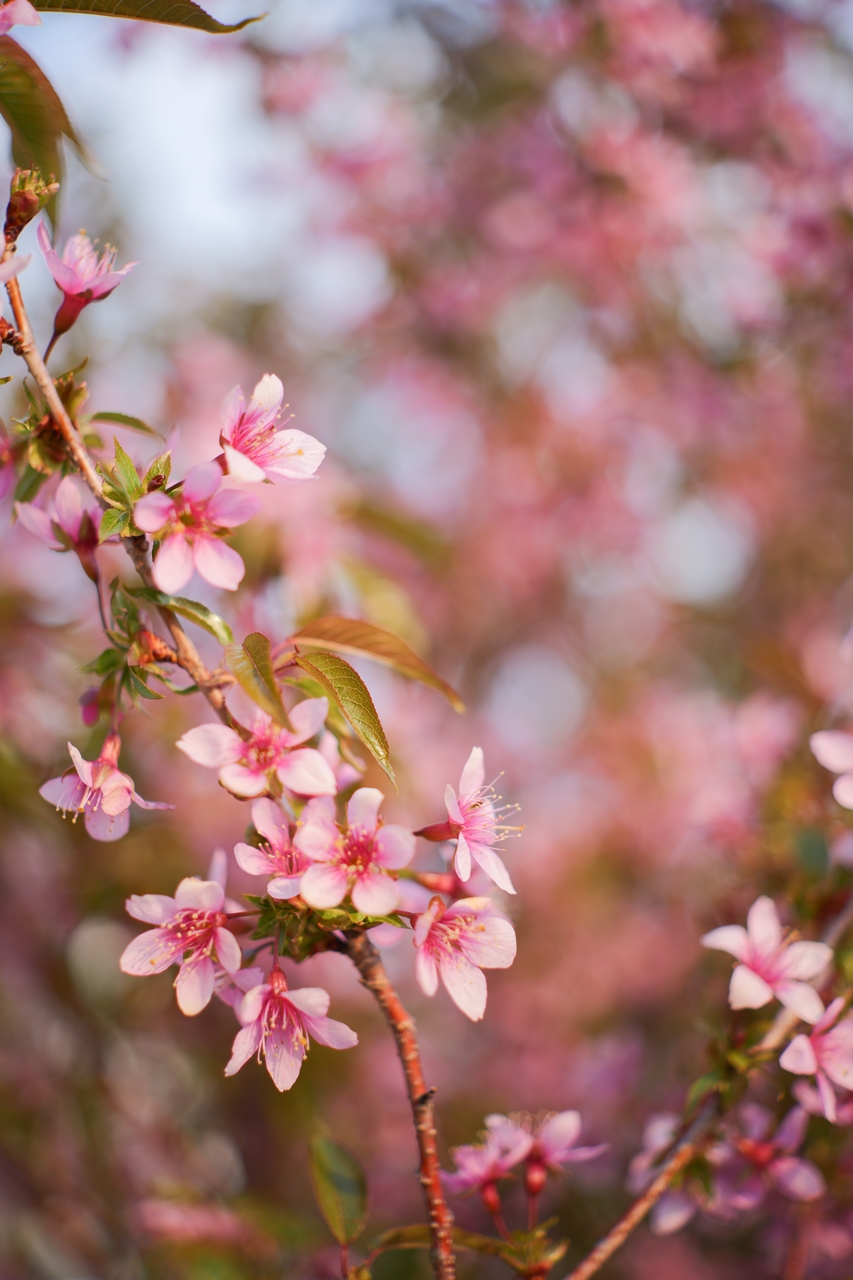 LUMIX S9 + AstrHori 50mm F2