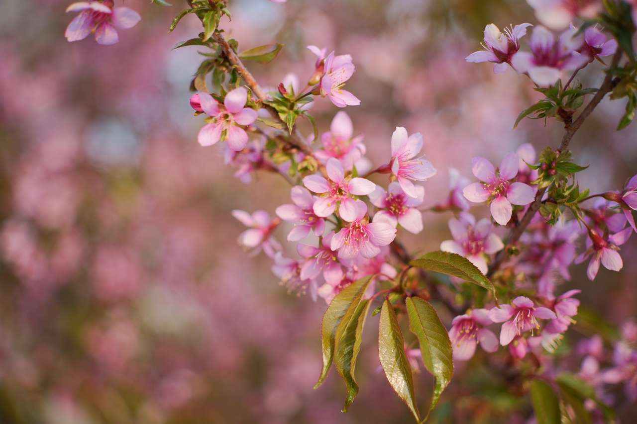 LUMIX S9 + AstrHori 50mm F2