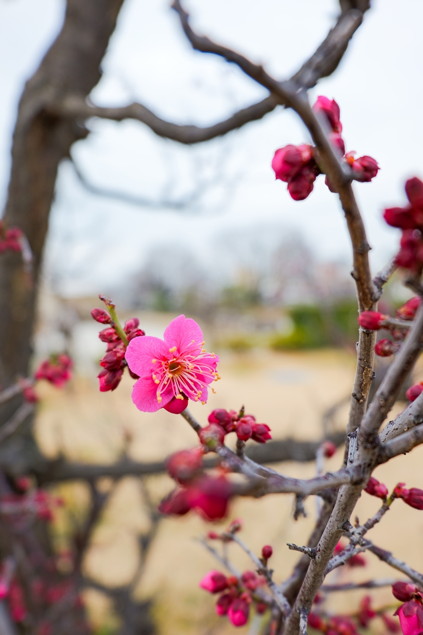 LUMIX S9 + LUMIX S 18-40mm F4.5-6.3