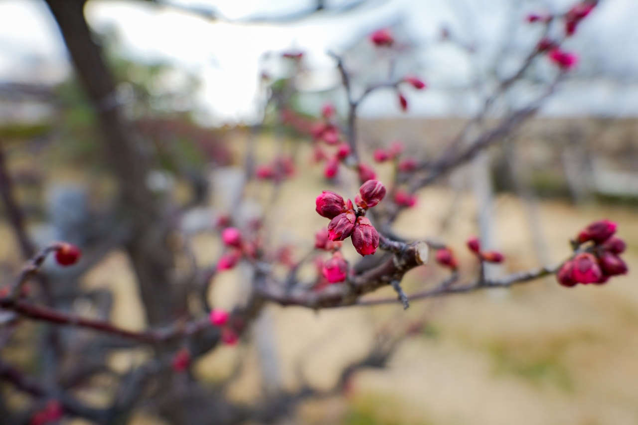 LUMIX S9 + LUMIX S 18-40mm F4.5-6.3