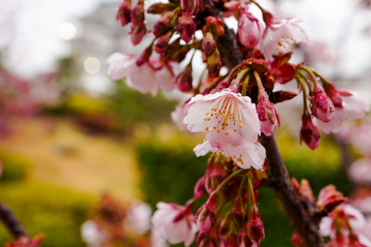 SONY α6700 + E 30mm F3.5 Macro