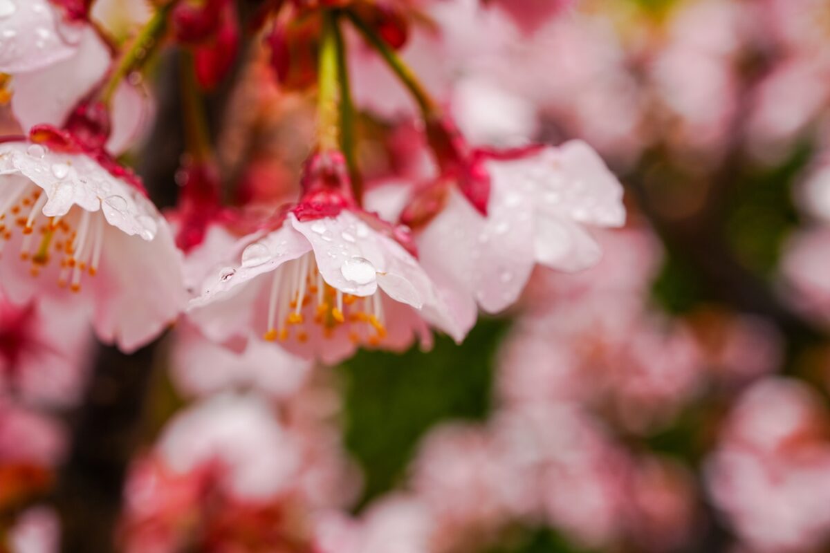 SONY α6700 + E 30mm F3.5 Macro