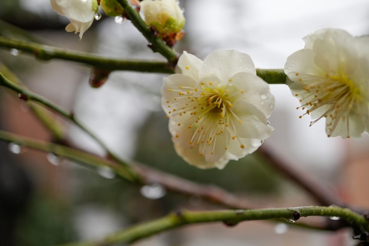 SONY α6700 + E 30mm F3.5 Macro