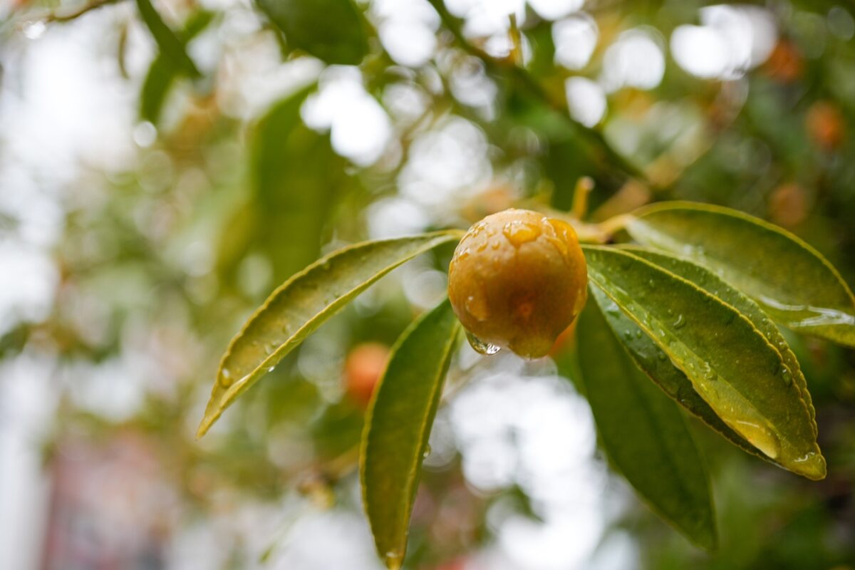 SONY α6700 + E 30mm F3.5 Macro