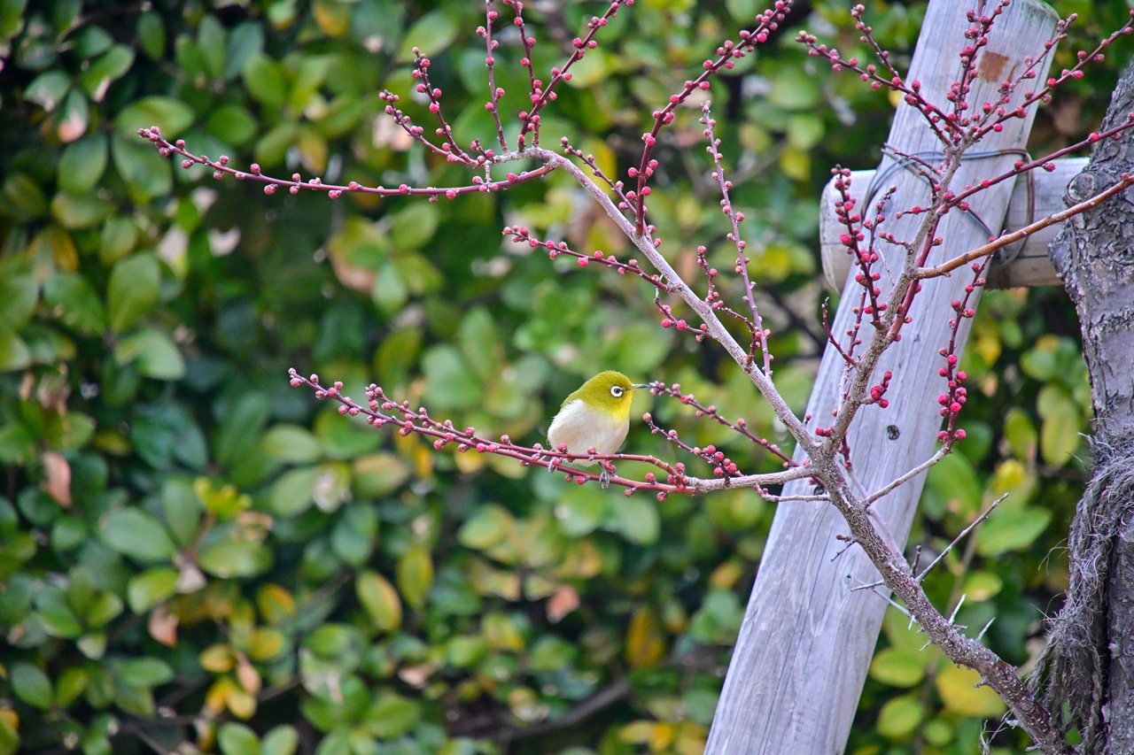 Nikon Z50II +　TAMRON 18-300mm F/3.5-6.3 Di III-A VC VXD