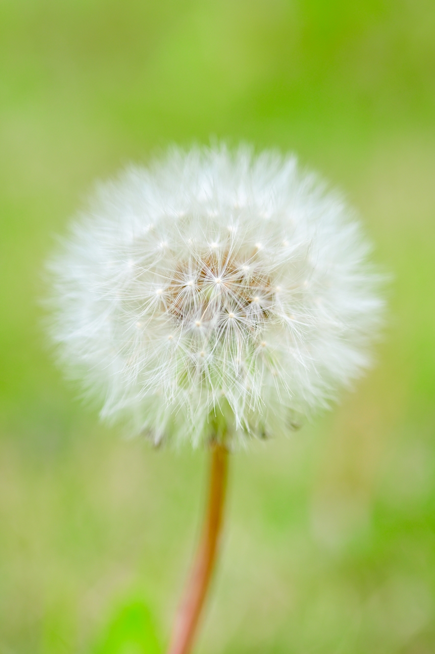 Nikon Z50II + NIKKOR Z MC 50mm f/2.8
