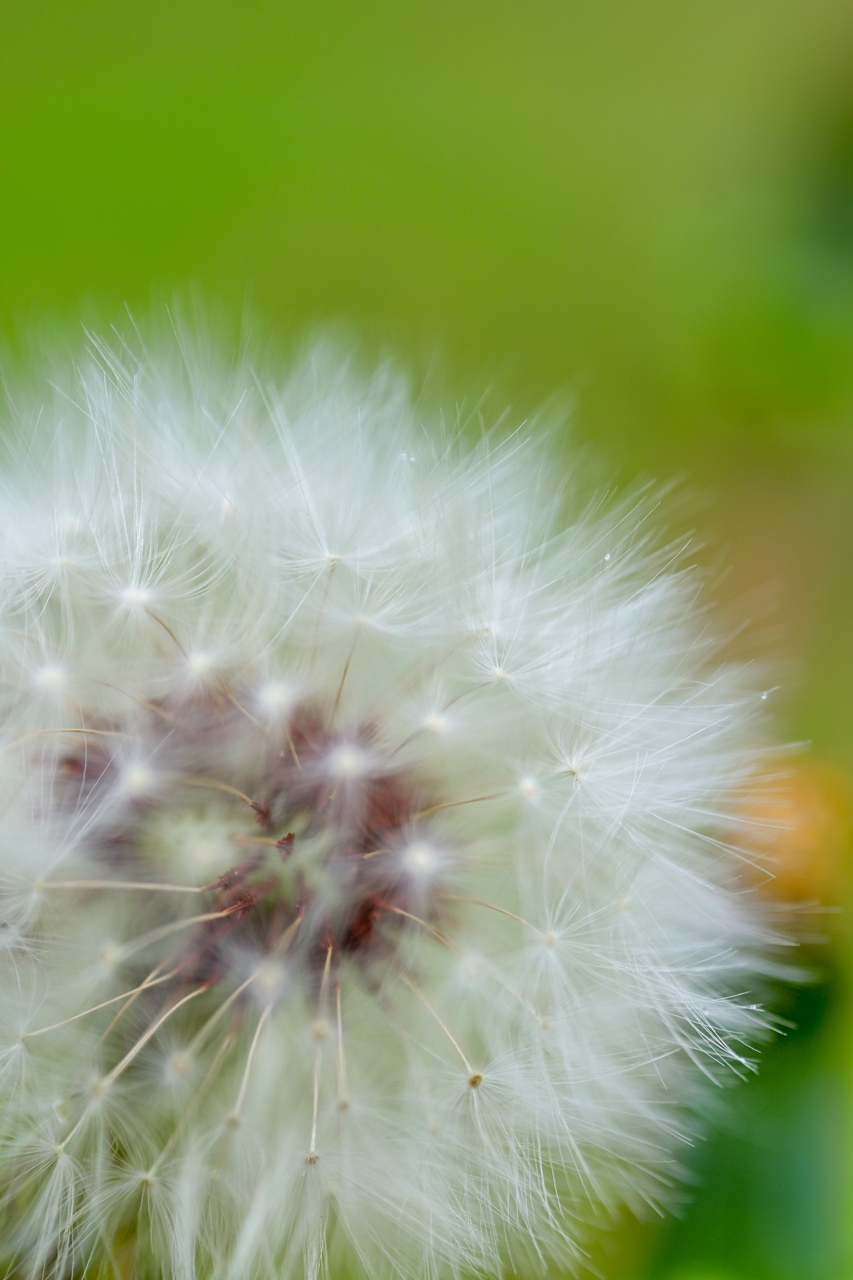 Nikon Z50II + NIKKOR Z MC 50mm f/2.8