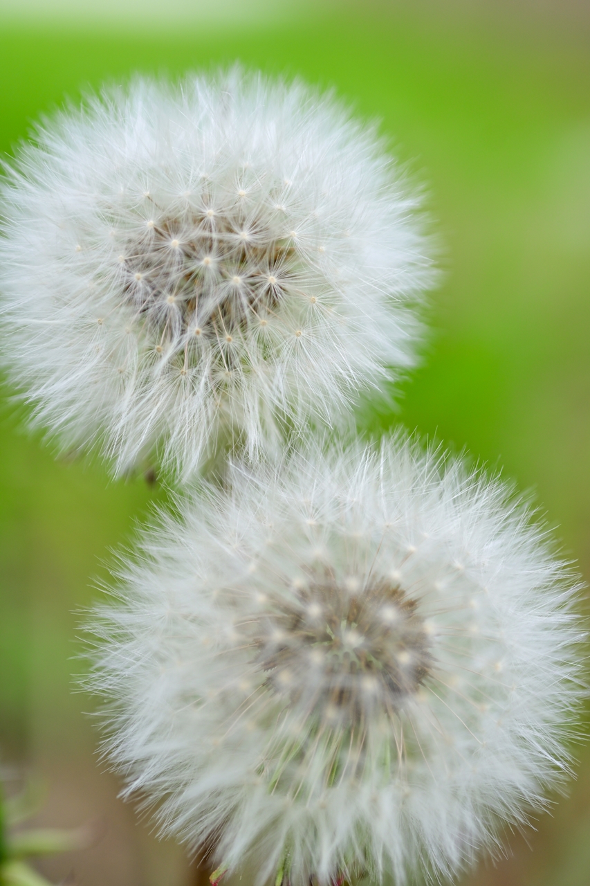 Nikon Z50II + NIKKOR Z MC 50mm f/2.8