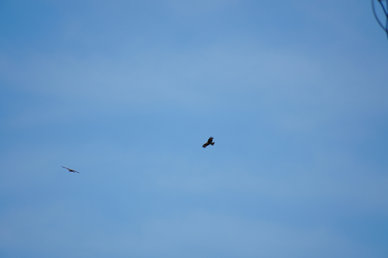 SONY α6700 + TAMRON 18-300mm F/3.5-6.3 Di III-A VC VXD