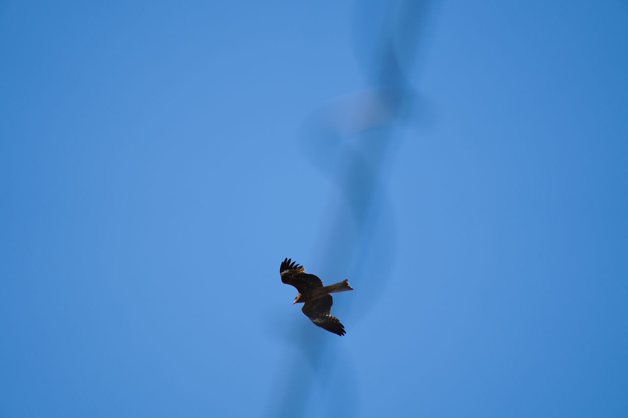 SONY α6700 + TAMRON 18-300mm F/3.5-6.3 Di III-A VC VXD