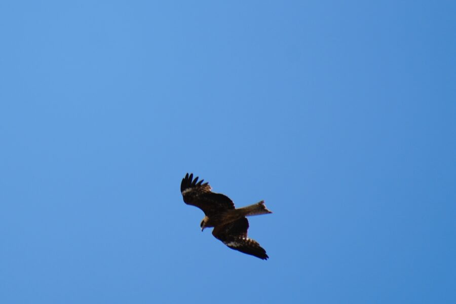 SONY α6700 + TAMRON 18-300mm F/3.5-6.3 Di III-A VC VXD