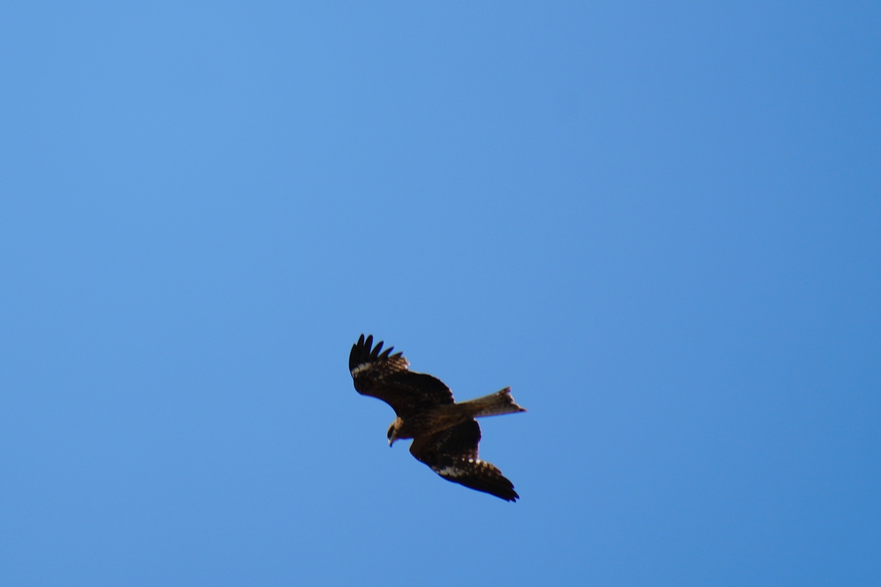 SONY α6700 + TAMRON 18-300mm F/3.5-6.3 Di III-A VC VXD