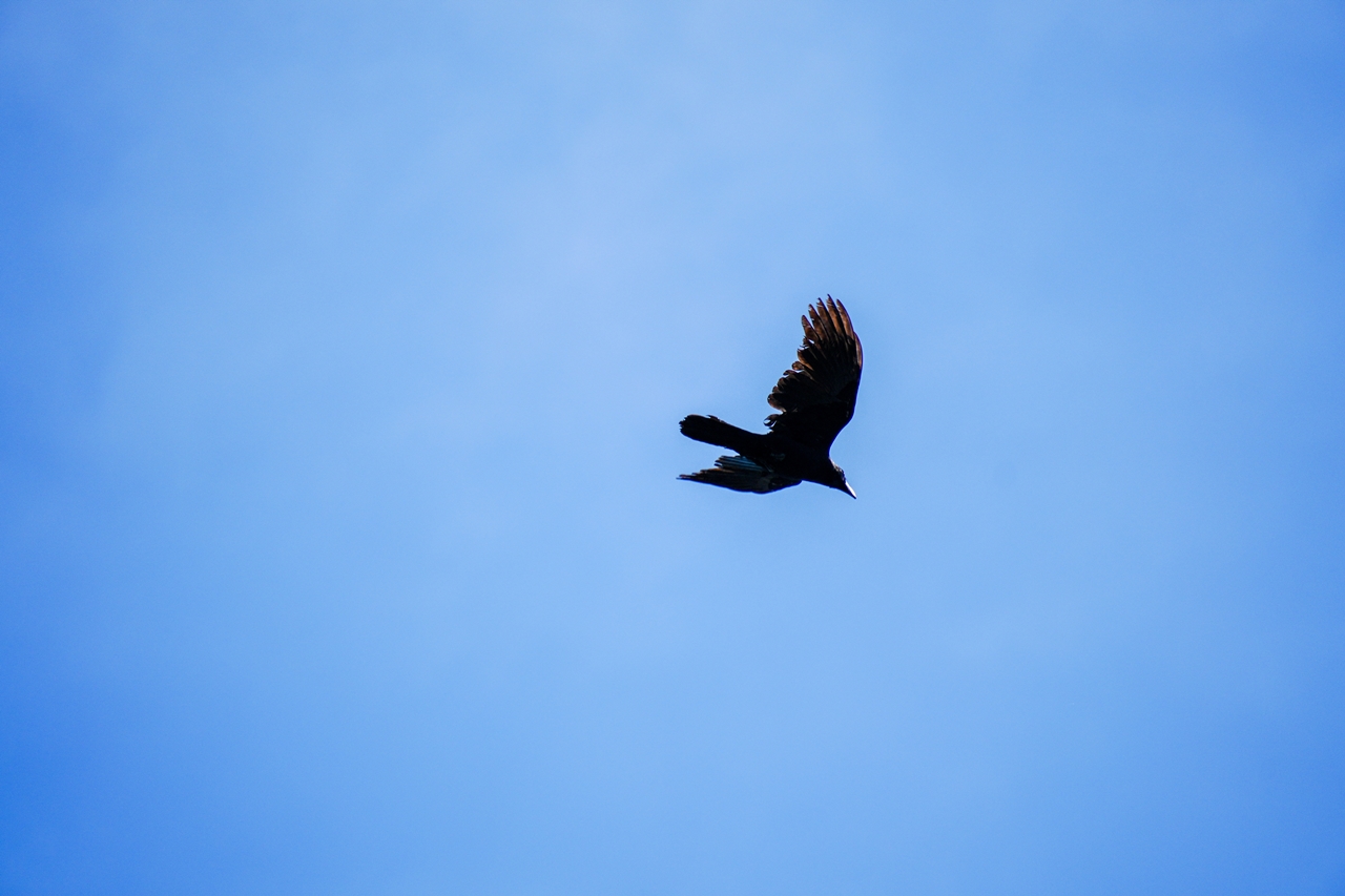 SONY α6700 + TAMRON 18-300mm F/3.5-6.3 Di III-A VC VXD