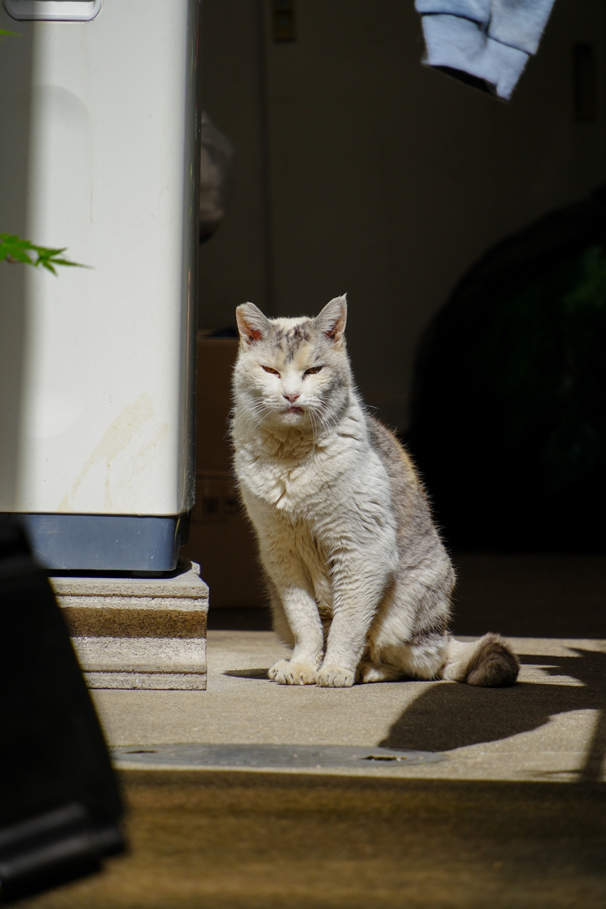 SONY α6700 + TAMRON 18-300mm F/3.5-6.3 Di III-A VC VXD