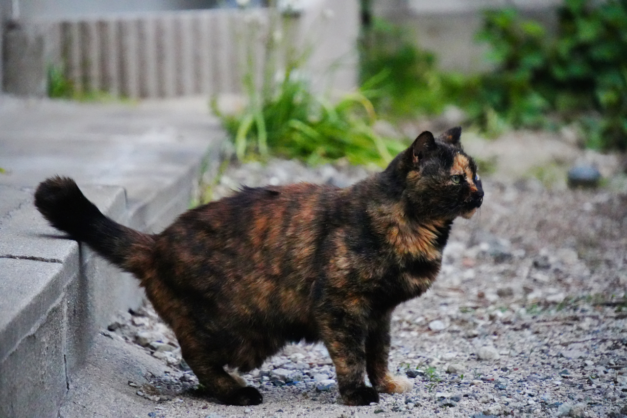 SONY α6700 + TAMRON 18-300mm F/3.5-6.3 Di III-A VC VXD
