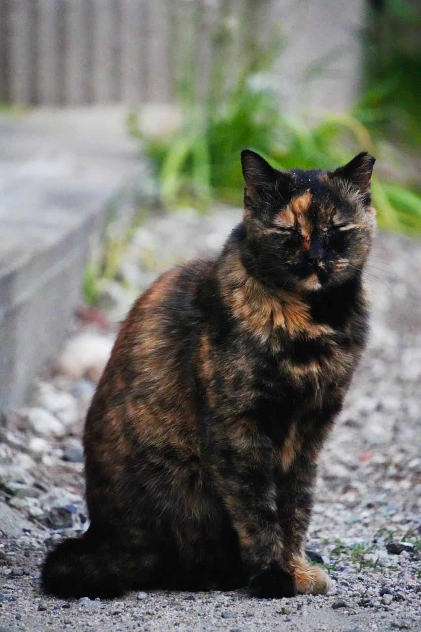 SONY α6700 + TAMRON 18-300mm F/3.5-6.3 Di III-A VC VXD