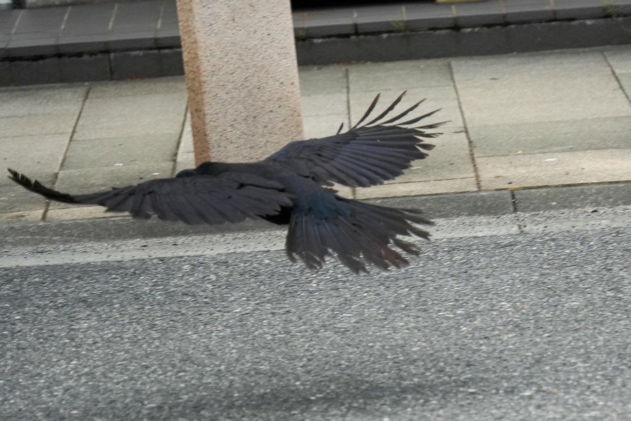 SONY α6700 + TAMRON 18-300mm F/3.5-6.3 Di III-A VC VXD