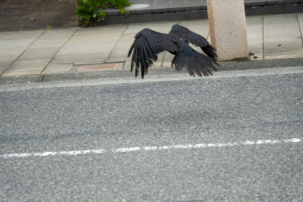 SONY α6700 + TAMRON 18-300mm F/3.5-6.3 Di III-A VC VXD